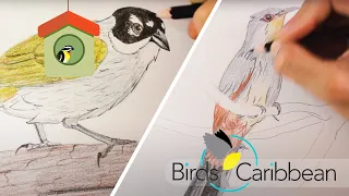 Draw and colour two birds species from Hispaniola (Haiti and the Dominican Republic) with us!