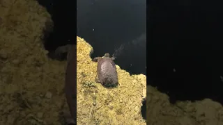 Massive snakehead attacks Big snapping turtle. (Full Fight)