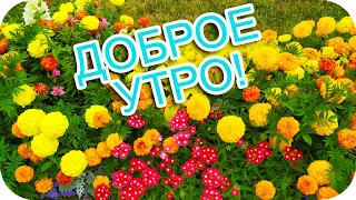 С Добрым утром! ❤️Я вам желаю здоровья, счастья, радости! ❤️Музыкальная открытка❤️