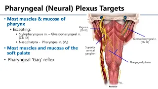 Pharyngeal Plexus LO8 - M1 Anatomy Learning Objectives