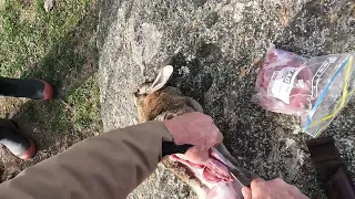 Archie the Working Cocker Spaniel gets a retrieve and I process the rabbit in the field.