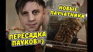 Новые террариумы + пересадка пауков в новые жилища=)