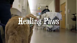 Healing Paws Trailer - Top Dog Film Festival 2023