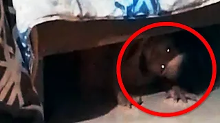 15 Scary Videos That Are Devastating My Dreams