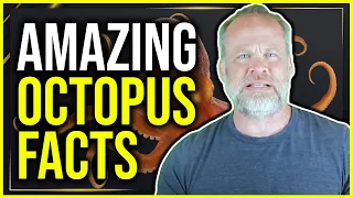 8 Amazing Octopuses Interview with Octonation Founder