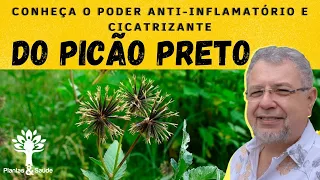 CONHEÇA O PODER ANTI-INFLAMATÓRIO E  CICATRIZANTE DO PICÃO PRETO