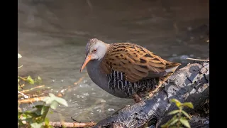 Beginners Bird Photography : Calke Abbey. Water Rail, Jay, Siskin, and more