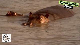 Hunt for Dangerous Hippopotamus in Zambia