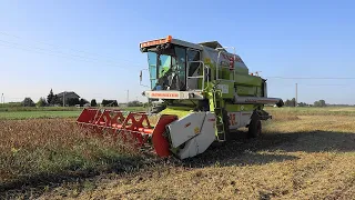 Żniwa sojowe 2020 || Claas Dominator 88sl. || odc.31 ||