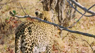 (4K) Wildlife in Africa Big Cats of Africa (Leopards & Cheetahs)