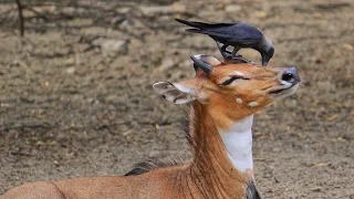 Crow help deer to get rid of ticks | Symbiotic Relationships In Animals