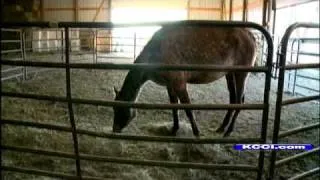 39 Neglected Horses Rescued From Farm