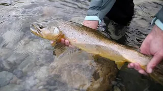 Spring Creek Dry Fly Fishing Patagonia Chile!! Big Brown Trout Dry Fly Eat!