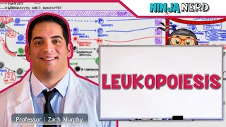 Hematology | Leukopoiesis: White Blood Cell Formation