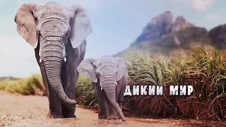 Удивительный, животный мир - Царство слонов. Индия. #Документальный фильм. "National Geographic"