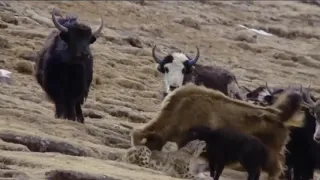 Snow Leopard VS Yak