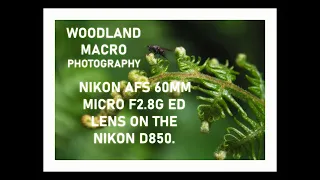 Macro Woodland Photography. Nikon 60mm Macro lens on the Nikon D850. #nikond850 #macro #woodlands