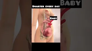 Baby in mother’s womb | #baby #maa #medical #fetaldevelopment #biologists #smartereveryday #india