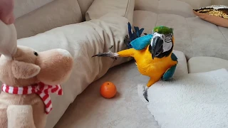 Talking macaw parrot - angry. Ara talking , running around the sofa and eating cookies!