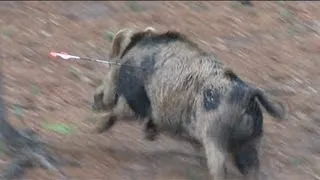 Giant boar stops arrow like a brick wall