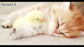 The Kitten sleeps sweetly with the chicken…