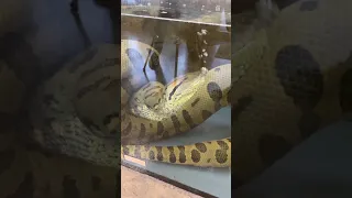 Anaconda Takes Breath After Big Meal