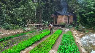 2 year living off grid in forest, gardening,harvesting jackfruit,asparagus, pineapple to market sell