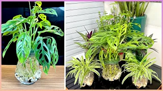 Tell you the best indoor plants to help keep your home space fresh and luxurious