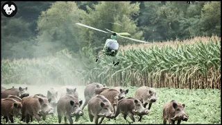 How Do Hunters And North American Farmers Deal With Millions Of Wild Boars By Helicopter And Gun