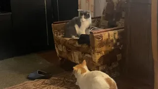 cats getting acquainted / первый день знакомство котов