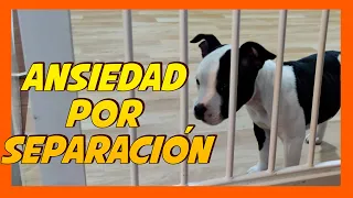 Ansiedad por separación 💔 | Cómo educar a un perro 🐶👍🏼