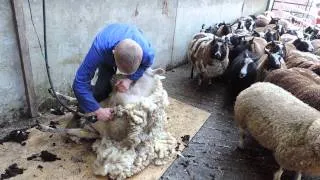 Hoeve de Groenzoom Schapen scheren