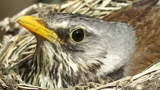 Гнездо с птенцами Дрозд рябинник, Nest with chicks, Fieldfare