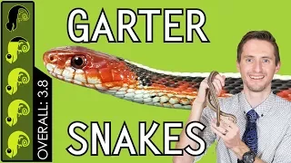 Garter Snake, The Best Pet Snake?