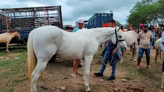 FEIRA DE CAVALO DE CARUARU  PE, TERÇA FEIRA, 30.04.24 #nordeste