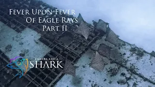 Fever Upon Fever Of Eagle Rays, Part II