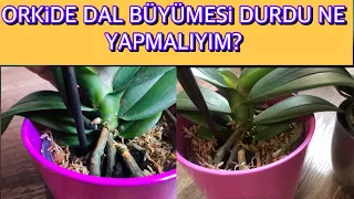 Orkide dal büyümesi durdu ne yapmalıyız?? / Önemli sorulardan bir tanesi ✌️🌷