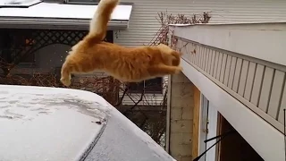Funny Cat Jump Fail 2015