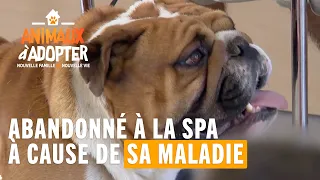 Oscar abandonné à la SPA à cause de sa maladie - Animaux à adopter