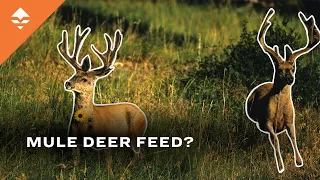 What Do Mule Deer Eat?