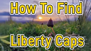 Liberty caps | Complete Guide