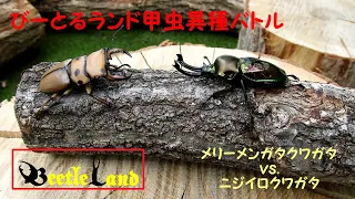 甲虫異種バトルその12 メンガタクワガタ(メリー) vs. ニジイロクワガタ