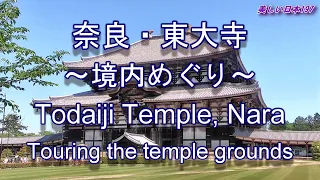 2024 奈良・東大寺(とうだいじ)境内 Nara/Todai-ji Temple precincts
