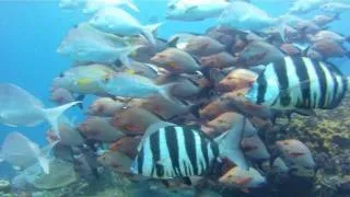 Scuba Diving in Tofo, Mozambique with Nomad's, African Dive Safari Tour