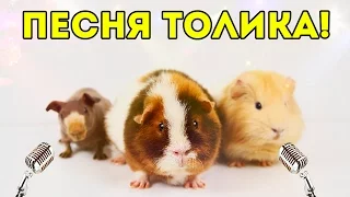 ПЕСНЯ! Морская Свинка Толик Поет: Как Тяжело Быть Свиньей