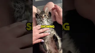 How Cats Show Love to Owner?