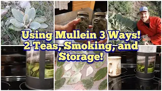 3 Ways to Use Mullein - Fresh Leaf Tea, Dry Leaf Tea and Smoking and Harvesting, Drying, and Storage