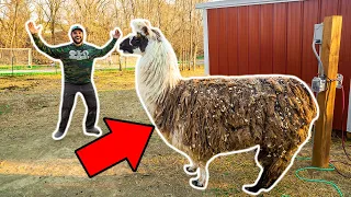 I Bought a GIANT LLAMA for My Backyard Farm!!! (Bad Idea)