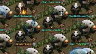 Clash of kings- k491 pandas kung fu fighting