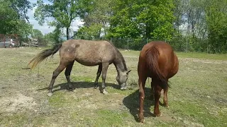 HORSES & DONKEYS На Поле  Ляля не узнала - Буду долго жить ...(APRIL 2023)